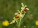 Ophrys exaltata ssp marzuola