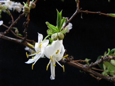 fleur Lonicera fragrantissima