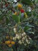 Arbousier fleurs et fruits