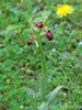 Ophrys exaltata ssp marzuola